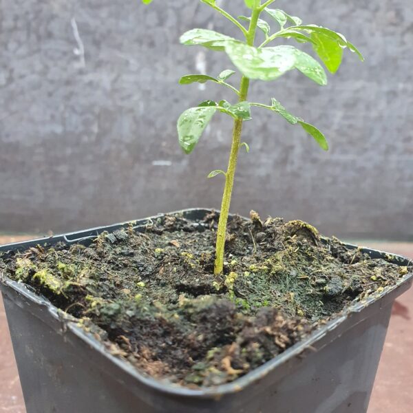 Curry leaf plant stem scaled