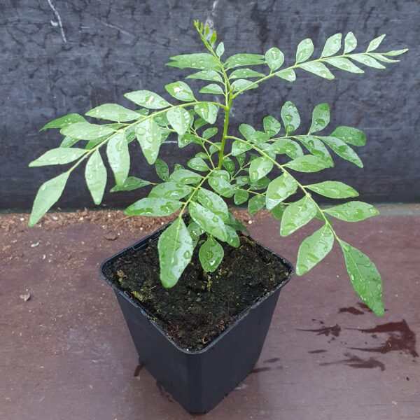 Curryblattbaum