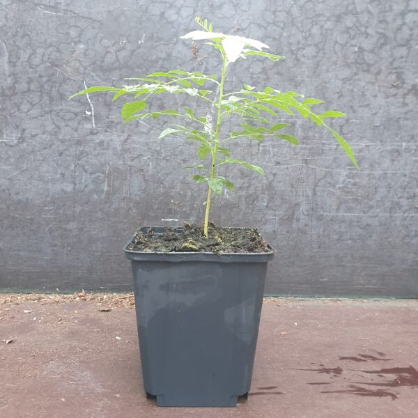 Curry leaves tree pot scaled