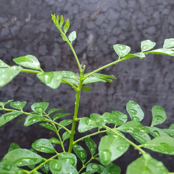 Punta de crecimiento hojas de curry escamadas