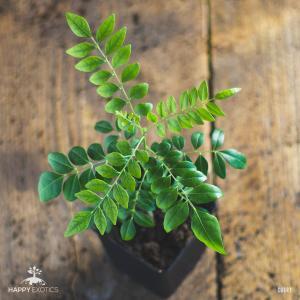 1 superglad karrybladplante - Murraya Koenigii