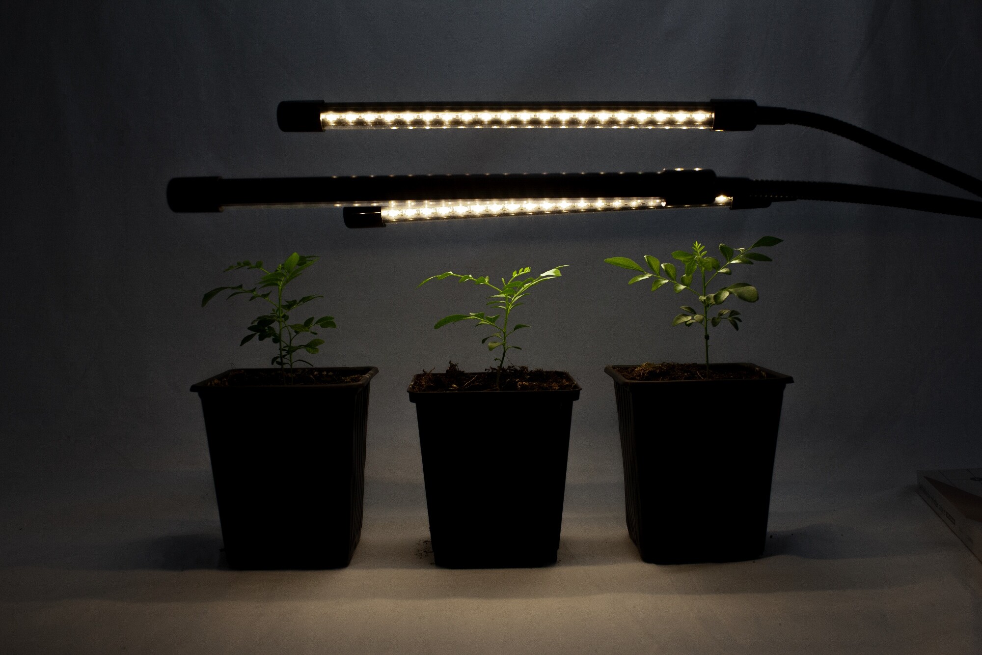 Lampe de culture LED d'intérieur pour 3 arbres à feuilles de curry super  heureux