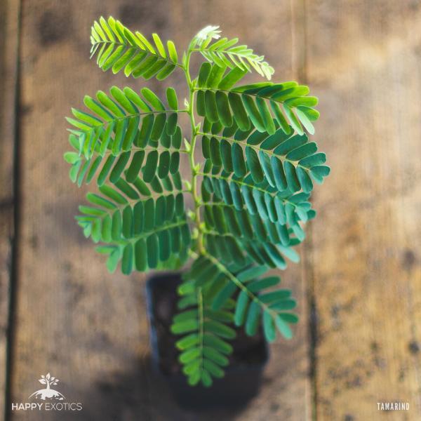 1 super lykkeligt Tamarind-træ - Tamarindus Indica