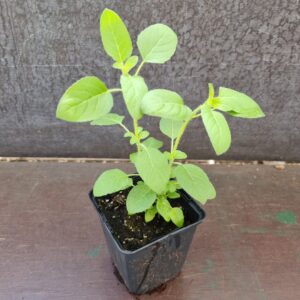 2 plantas de albahaca santa súper felices - Ociumum Tenuiflorum