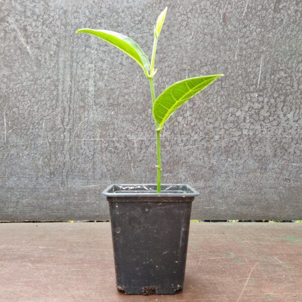 Jackfruit plant in pot scaled
