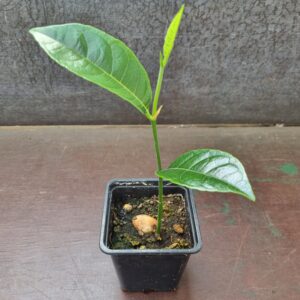 1 super szczęśliwe drzewo jackfruit - Artocarpus heterophyllus