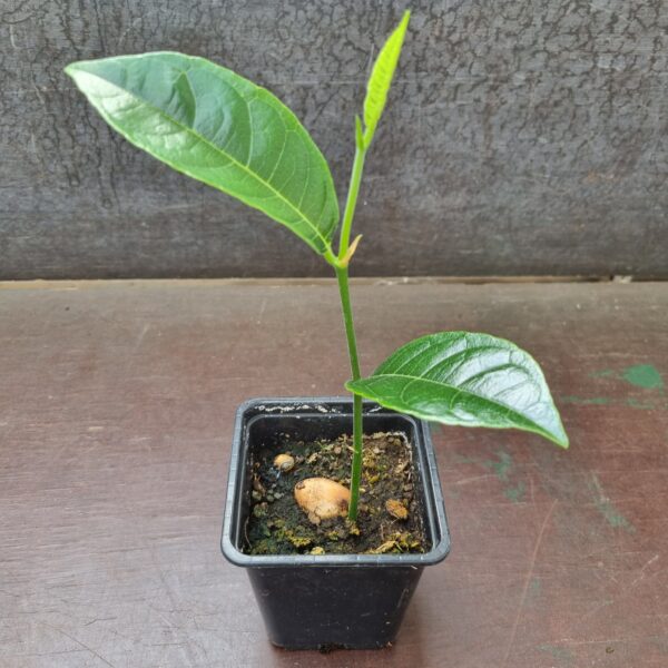 1 árvore de jaca super feliz - Artocarpus heterophyllus