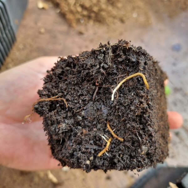Tamarind plant roots scaled