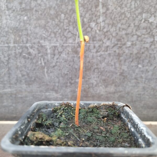Tamarind stem scaled