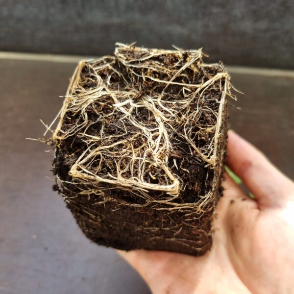 Tulsi Holy Basil roots scaled