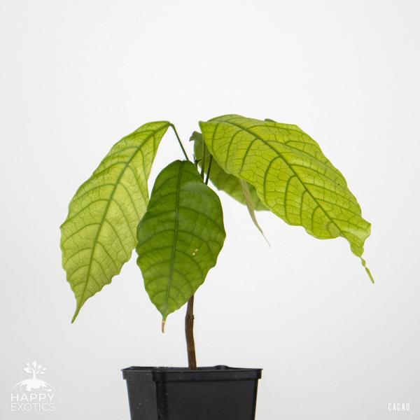 Árbol de cacao sano para cultivar sus propios frutos de cacao. Cacao Theobroma