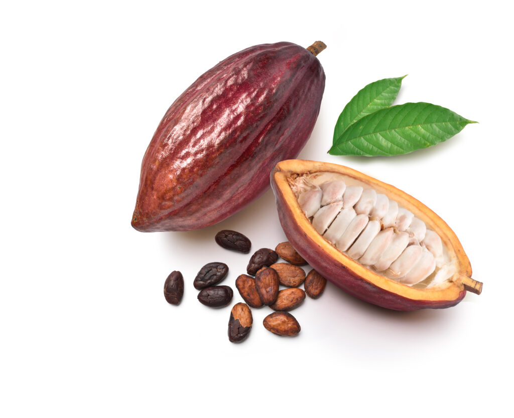 Kakaopuun hedelmäpavut siemenet