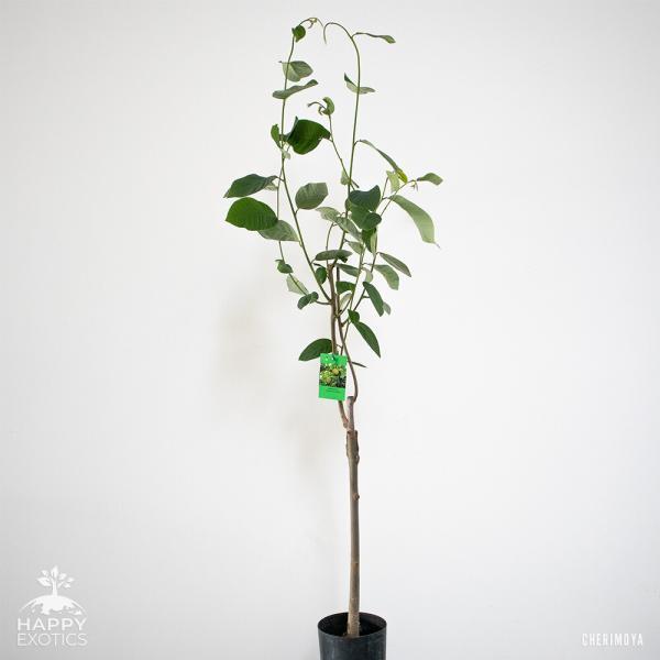 Un albero di anone sano per coltivare i propri frutti di anone