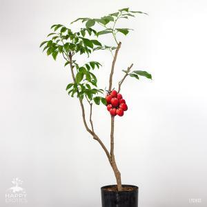 Healthy lychee tree to grow your own lychees