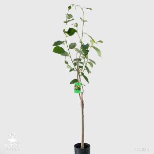 Árbol de chirimoyas sano para cultivar tus propias chirimoyas