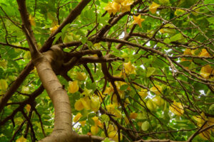 Starfruit tree