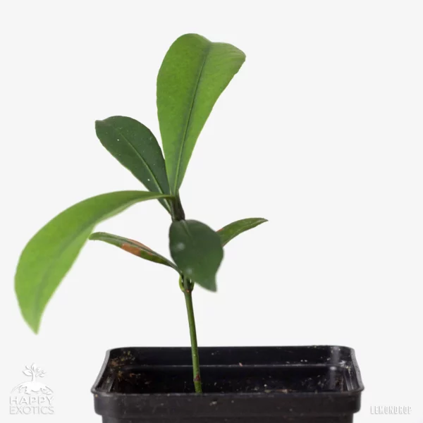 Lemondrop mangostan puu - Garcinia intermedia