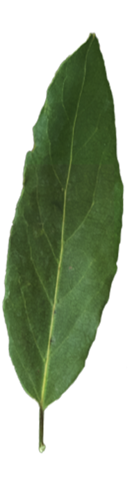Curry Leaf Single 2 1