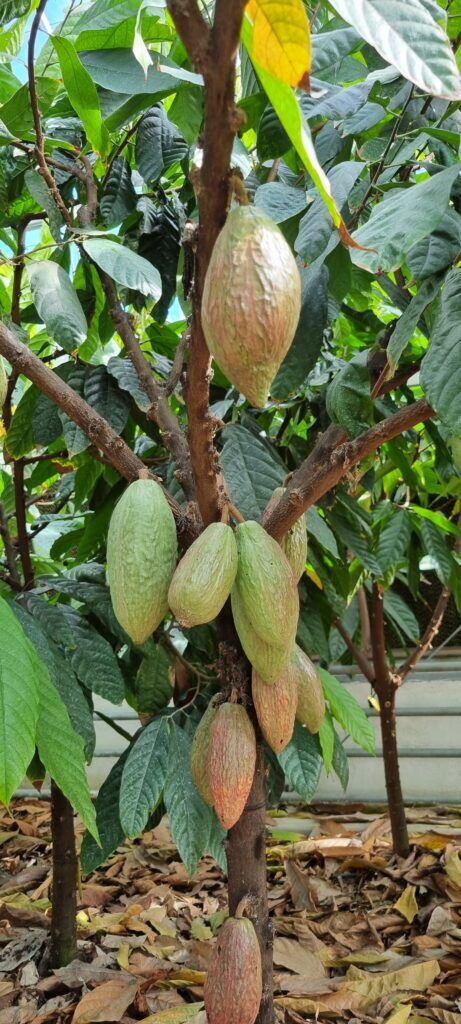 Drzewo kakaowe - strąki - Hiszpania